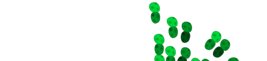 microtubule